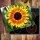 Herdabdeckplatten Ceranfeld 60x52 cm Spritzschutz Glas Sonnenblumen Gelb Blumen