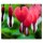 Herdabdeckplatten Ceranfeld 60x52 cm Spritzschutz Glas Blumen Rot Herz Universal
