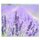 Herdabdeckplatten Ceranfeld 60x52 Spritzschutz Glas Lavendel Violett Blumen Deko