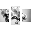 Wandbilder Orchidee Grau 90x60 Glas 3 Teilig Acryl Bild...