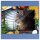 Herdabdeckplatte Ceran 1 Teilig 80x52 Katze Grau Abdeckung Glas Spritzschutz