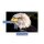 Herdabdeckplatte Ceran 1 Teilig 80x52 Vogel Weiß Abdeckung Glas Spritzschutz