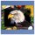 Herdabdeckplatte Ceran 1 Teilig 80x52 Vogel Weiß Abdeckung Glas Spritzschutz