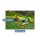 Herdabdeckplatte Ceran 1 Teilig 80x52 Frosch Grün Abdeckung Glas Spritzschutz