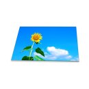 Herdabdeckplatte Ceran 80x52 Sonneblume Gelb Abdeckung Glas Spritzschutz Deko