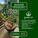 Kokosscheibe Mulchscheibe Winterschutz Pflanzenschutz Frostschutz 800g/m2 O 45