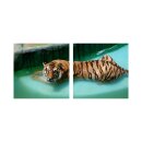 Tiger 50x50cm 2 Glasbilder Glasbild Echtglas Wandbild Deko