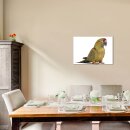 Papagei 70x50cm Glasbilder Glasbild Echtglas Wandbild Deko