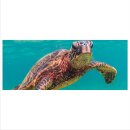 Schildkröte Echtglas Glasbilder Glasbild Echtglas Wandbild Deko 80x30